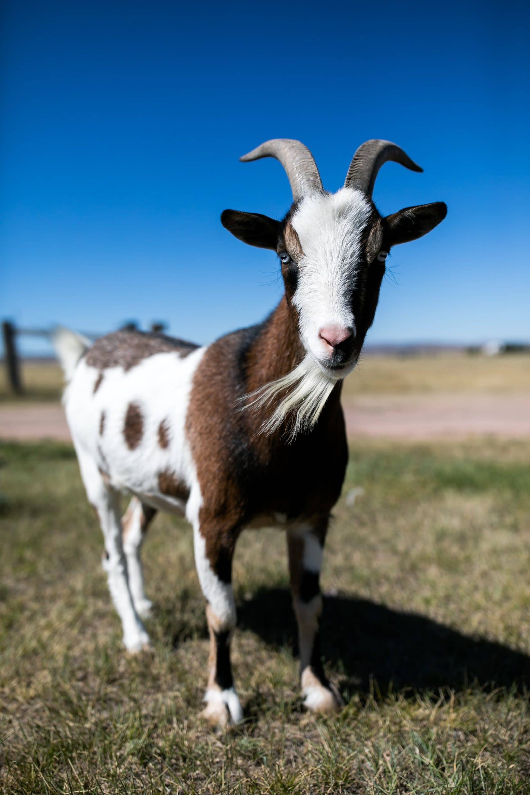 wedding goat