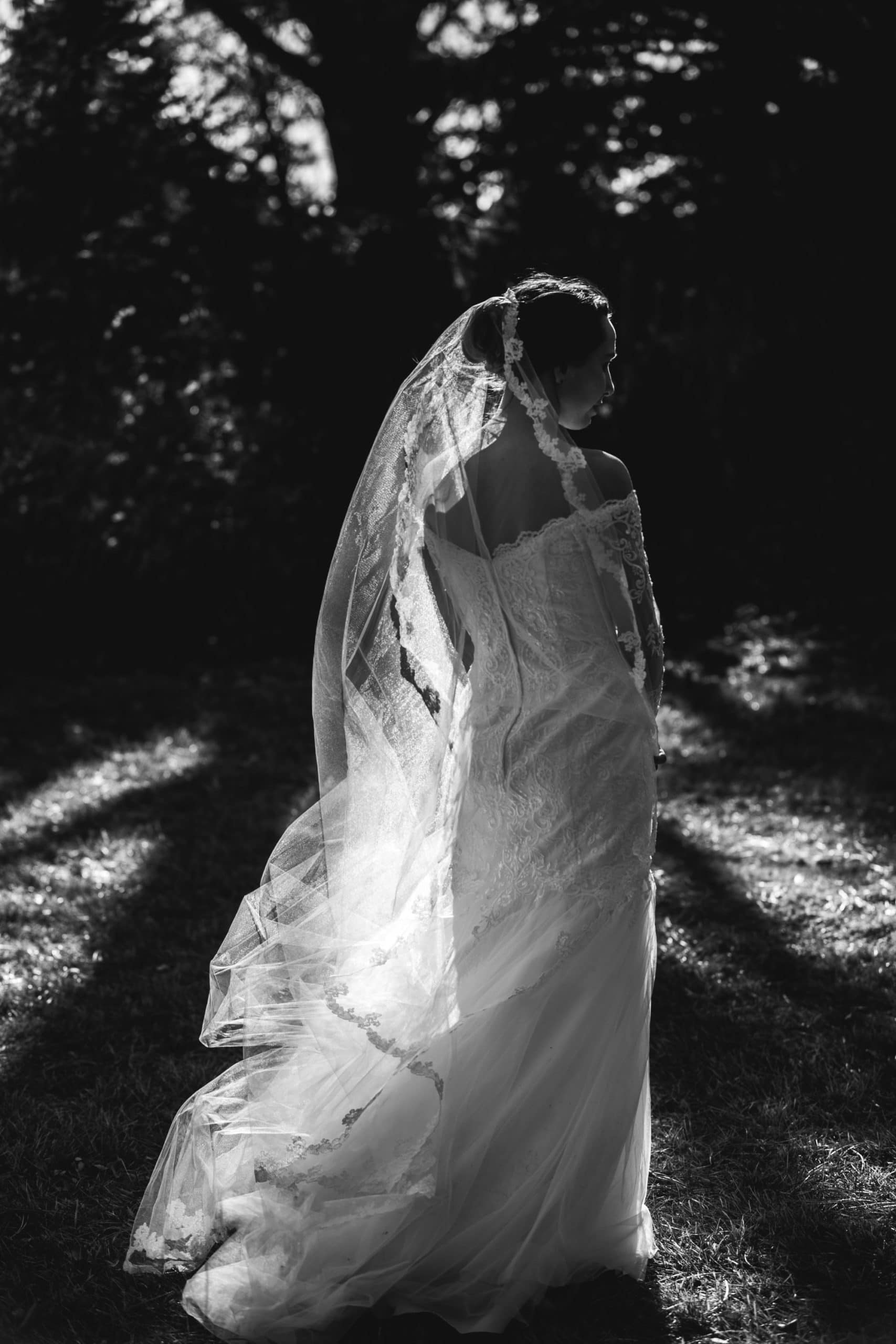 bridal veil in sunlight