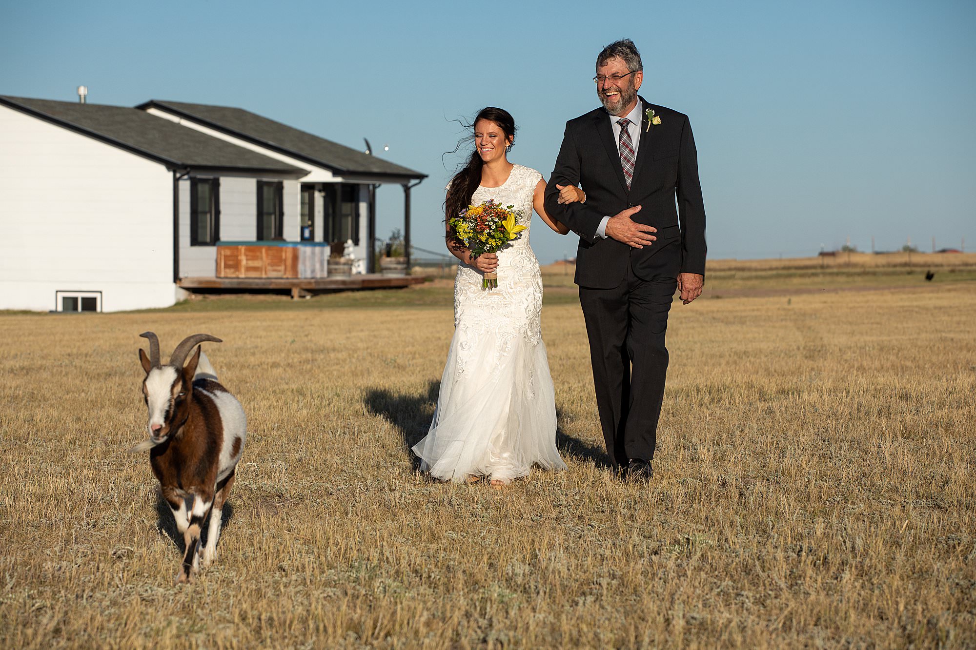 goat walking bride down aisle