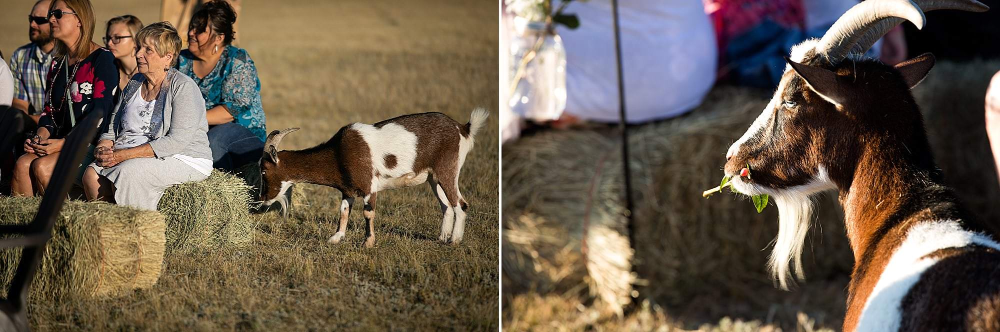 wyoming goat wedding