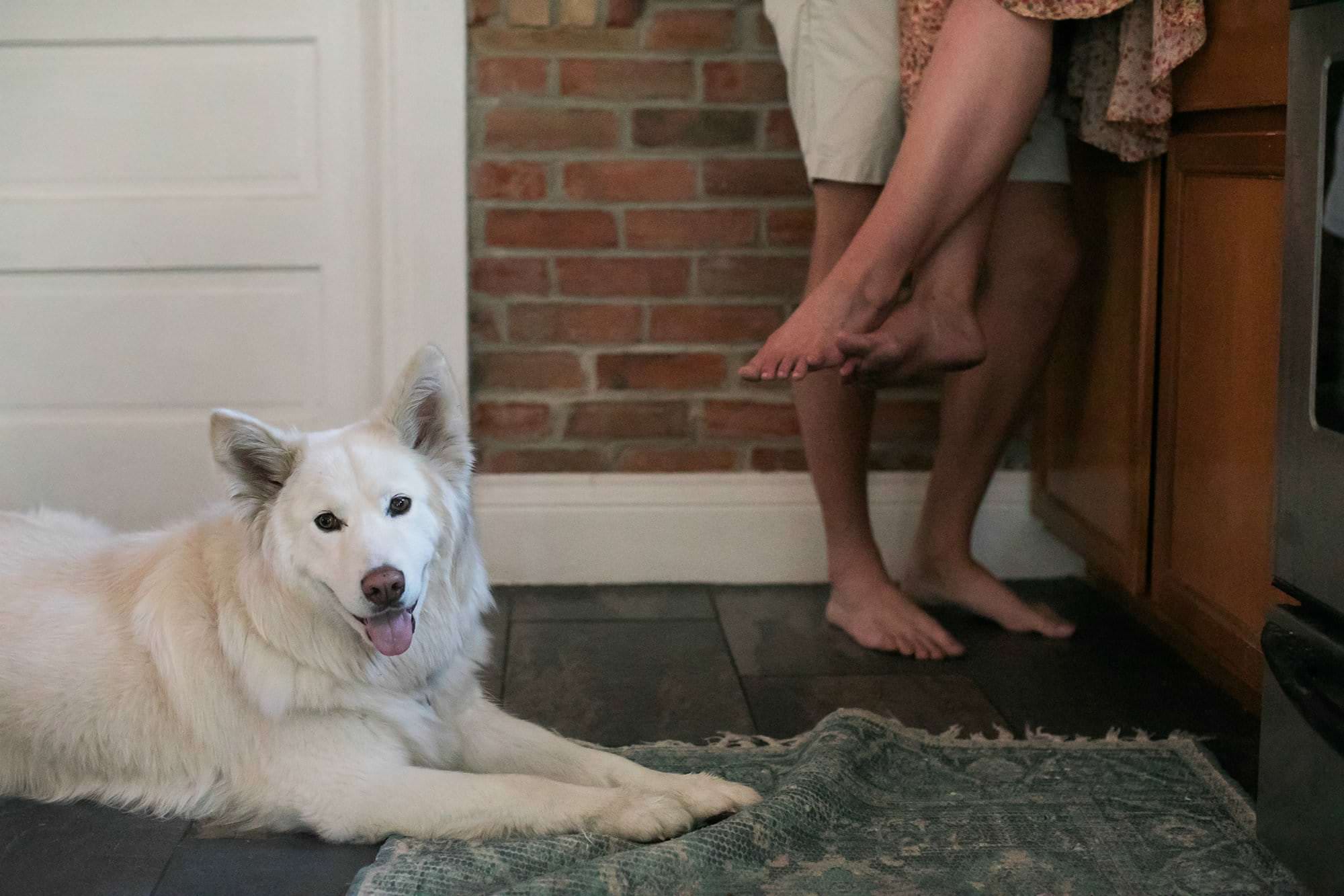 dog at home with couple