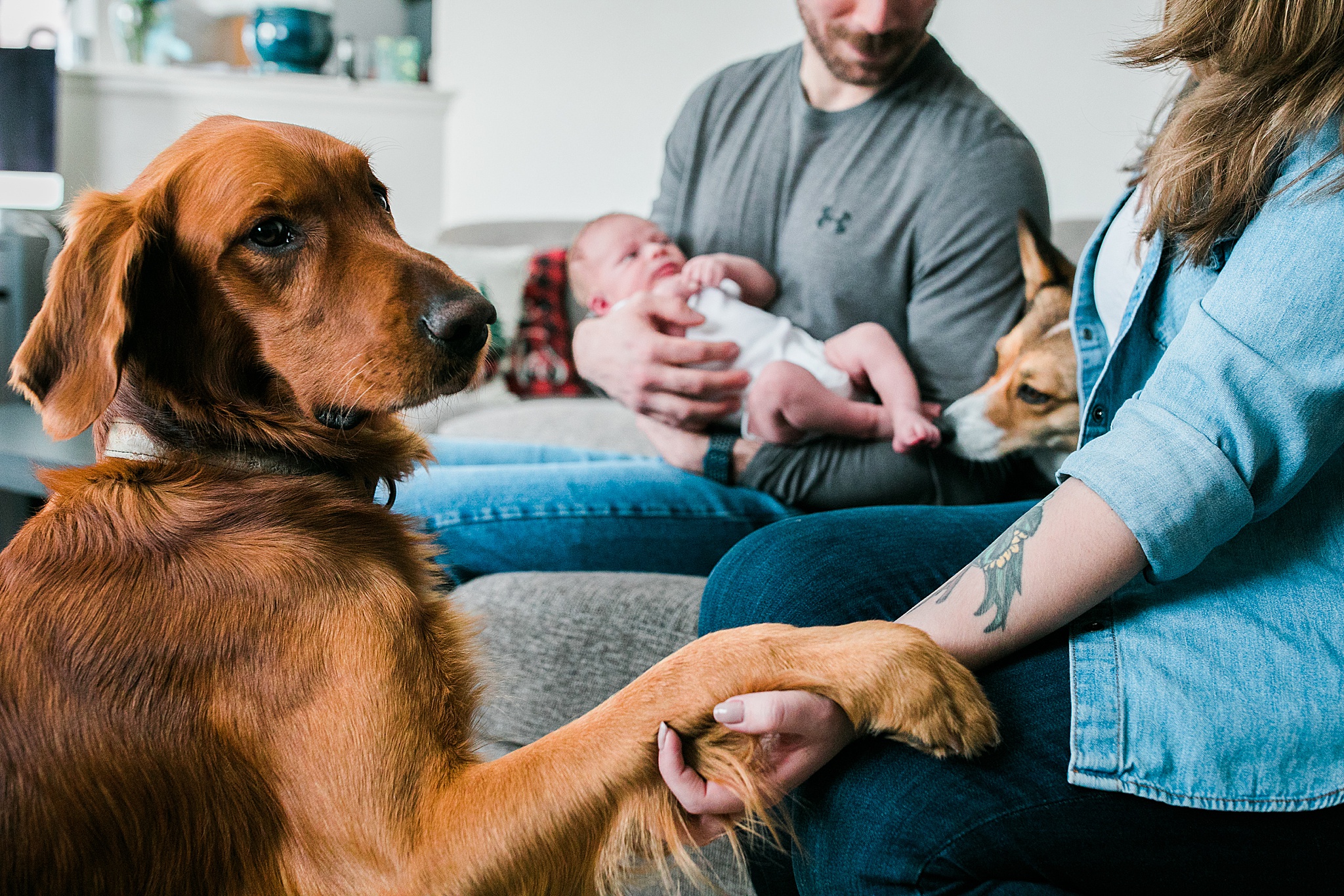 pet pictures newborn session